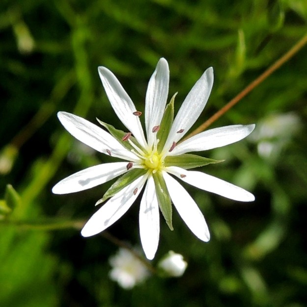 Stellaria graminea - heinätähtimön terälehdet ovat lähes tyveen saakka kaksiliuskaiset niin, että näyttää kuin niitä olisikin kymmenen. Terälehdet ovat kaksineuvoisissa kukissa (kuva) usein 1,5 - lähes 2 kertaa verholehtien pituiset. Hedekukissa ne ovat noin verholehtien mittaiset. Heteitä kukassa on 10 ja emin luotteja 3. PeP, Tervola, Mattinen, Kemijoen kaakkoisranta Laavun tilan lounaispuolella, joen korkean rantatörmän päällys, 16.7.2015. Copyright Hannu Kämäräinen.