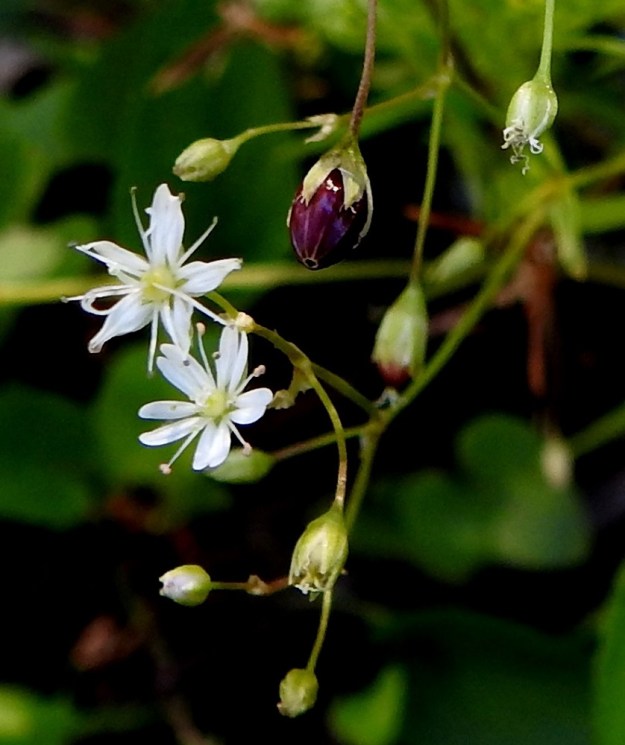 Stellaria longifolia - metsätähtimö haaroo yhä uusin kukin samalla, kun osa aikaisemmista kukista on jo kypsinä kotina. Kota on munanmuotoinen ja väriltään vaaleanruskea tai kuvan tavoin punaruskea. EH, Hämeenlinna, Vuorentaka, Lakeentien pohjoispäästä lähtevän pelto- ja metsätien laide hakkuuaukean kohdalla, 3.7.2019. Copyright Hannu Kämäräinen.