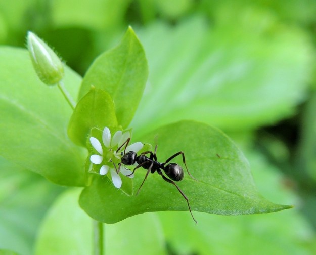 Stellaria media - pihatähtimö on enimmäkseen itsepölytteinen, joten se voi tehokkaana rikkana itää ja kukkia lähes aina, kun maa on sula. Hyönteisiäkin kukat kuitenkin jossain määrin kiinnostavat. Pihamauriainen, Lasius niger, haluaa ainakin löytää kukasta mesitipan. EH, Hämeenlinna, Loimalahti, Hirsimäki, Näsiäntie, pihamaan kukkapenkki, 20.6.2014. Copyright Hannu Kämäräinen.