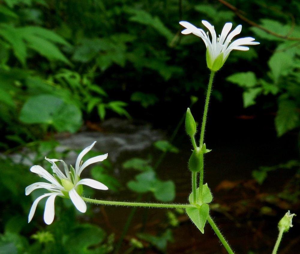 Stellaria nemorum - lehtotähtimön kukkaverhiö on viisilehtinen. Verholehdet ovat soikeahkot, teräväkärkiset (vasen kukka) tai tylppäkärkiset (oikea kukka), vihreät ja laidoiltaan kapeasti kalvoreunaiset. Pituutta niillä on tavallisesti 5-7 mm ja leveyttä noin 1,5-2 mm. EH, Ruovesi, Siikakangas, Röykkeenneva, pieni lähteikkösuo, Pärjänlähteiltä tulevan puron laiteet, 1.7.2011. Copyright Hannu Kämäräinen.