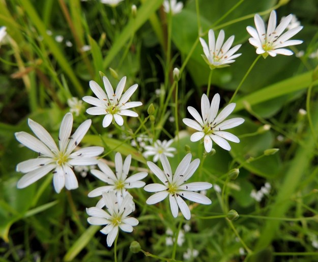 Stellaria palustris - luhtatähtimön kukkien koko vaihtelee suuresti eri kasvustoissa ja kasvupaikoilla. Niiden läpimitta vaihtelee yleensä välillä 12-20 mm. Kukat ovat kaksineuvoisia tai niitä pienempiä ja steriilejä hedekukkia. Kuvan kukat ovat kaksineuvoisia. Heteiden ponnet ovat yleensä punertavia tai ruskehtavia ja harvemmin kellertäviä. EH, Hämeenlinna, Keinusaari, Varikonniemi, Vanajaveden vetinen luhtaranta pitkospuupolun varressa, 21.6.2013. Copyright Hannu Kämäräinen.