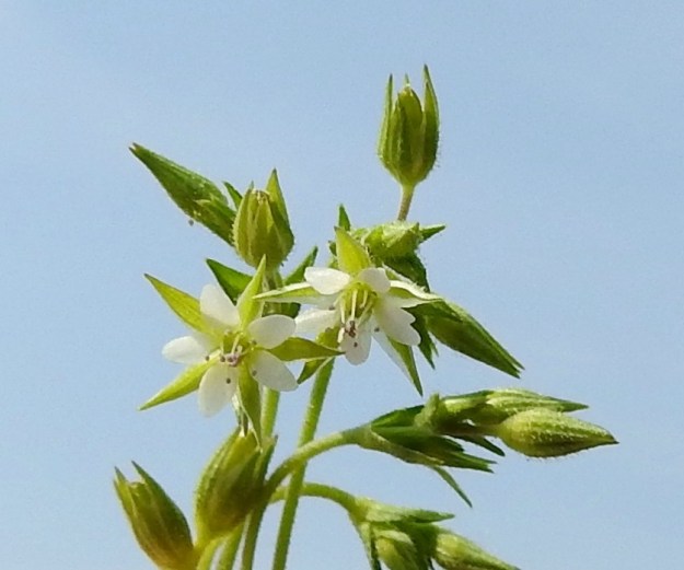 Arenaria serpyllifolia - mäkiarhon siemenkota (näkyy kuvassa mm. ylinnä) on päärynän mallinen ja noin 2,5-4,5 mm pitkä. Se on verholehtien pituinen tai hieman niitä pitempi. EH, Janakkala, Harviala, taimistoalueen laita, 5.6.2019. Copyright Hannu Kämäräinen.