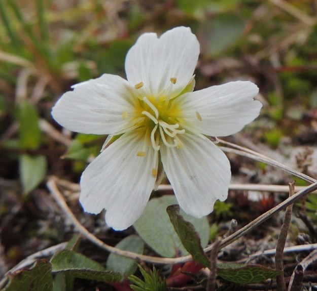 Cerastium alpinum subsp. glabratum - tunturihärkin subsp. kaljutunturihärkin tavallisuudesta poikkeava kukka. Olisiko "rakennusvaiheessa" jäänyt emin vartaloista ja luoteista hukkapätkiä, kun niitä on "laitettu" kuvan kukkaan viiden sijasta seitsemän. EnL, Enontekiö, Kilpisjärvi, Saana, Saanan luoteisrinne, nousupolun varsi, paljakkarinne, 730 m mpy, 17.7.2013. Copyright Hannu Kämäräinen.
