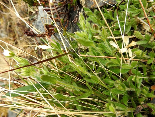 Cerastium alpinum subsp. alpinum - tunturihärkin subsp. karvatunturihärkin mattomaisessa kasvustossa on tiiviisti rinnakkain kukallisia ja kukattomia versoja. Kukattomat versot jäävät lyhyiksi ja niiden kärjessä on tiheämpi lehtiryhmä. EnL, Enontekiö, Kilpisjärvi, Saanan jyrkkä, kivikkoinen NE-rinne pahtaseinämän alapuolella, Saanajärven luoteispään kohdalla, 800 m mpy, 6.7.2018. Copyright Hannu Kämäräinen.