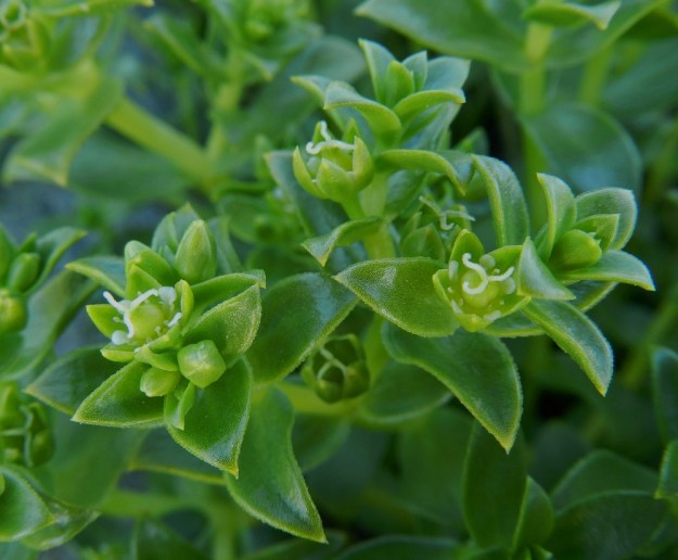 Honckenya peploides - suola-arhon emikukat ovat hedekukkia selvästi huomaamattomammat ja vaatimattomammat. Heteet näkyvät kukan pohjalla vain kehittymättöminä alkuina. Emin luotit ovat mutkaiset ja harallaan. Niitä on 3 ja harvoin 5. Terälehdet ovat pienet ja selvästi verholehtiä lyhyemmät. Niillä on mittaa yleensä 1,5-4 mm. U, Hanko, niemen eteläpuolen merenranta, Kolaviken, itälaita, Stora Tallholmenin hiekkakannksen tyvi, 18.6.2012. Copyright Hannu Kämäräinen.