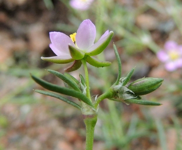 Spergularia rubra - punasolmukki voi toisinaan olla kuvan yksilön tavoin kokonaan ja verholehtiäkin myöten kalju. Nivelet ovat solmumaiset, josta suomalainen sukunimikin juontaa ja lehtien tyvellä ovat nivelen ympäri ulottuvat korvakkeet jotka nuoressa versonosassa ovat yhdistyviset. Korvakkeet ovat kalvomaiset, kapean kolmiomaiset ja teräväkärkiset tai pitkäsuippuisen kapeakärkiset. EH, Kouvola, Kuusankoski, Voikkaa, vanha, suurimmaksi osaksi pois käytöstä oleva ratapiha-alue Kuusaantien, Myllytien ja tehdasalueen kolmiossa, 28.7.2015. Copyright Hannu Kämäräinen.