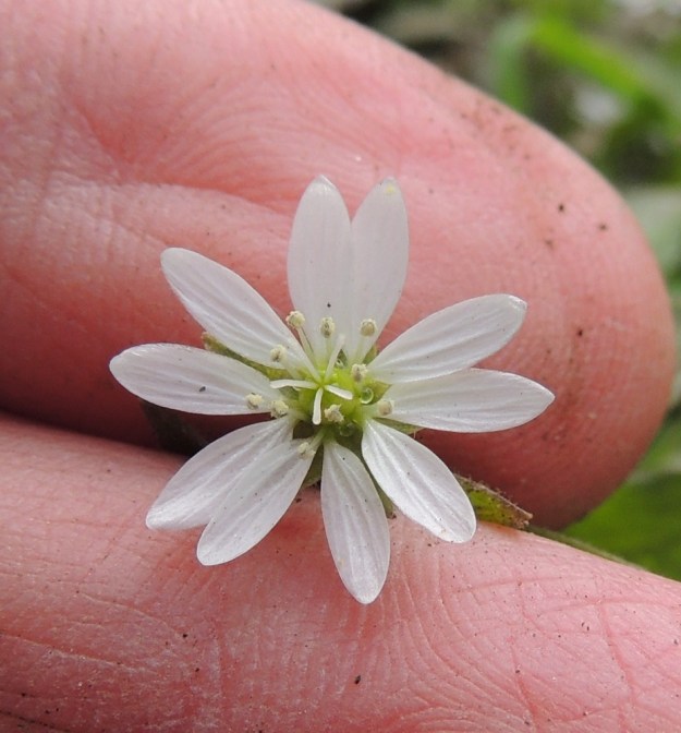 Myosoton aquaticum - vadan kukka on noin 10-15 mm leveä. Terälehdet ovat  noin 5-8 mm pitkät. Heteitä on kymmenen ja emin vartaloita tavallisesti viisi. Muilla sädetähtimöillä vartaloita on kolme. EH, Hämeenlinna, Ojoinen, Paroinen, jätevedenpuhdistamon kompostiauma-alue, itälaita, tieuran vierus, 25.9.2016. Copyright Hannu Kämäräinen.