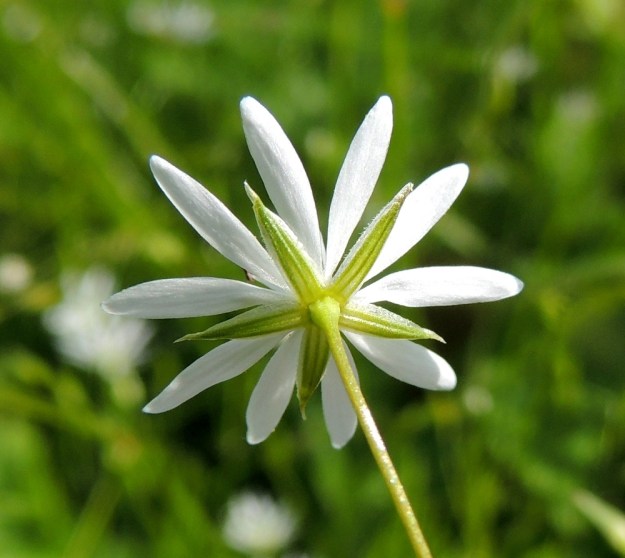 Stellaria graminea - heinätähtimön kukan verholehdet ovat teräväkärkiset, vihreät ja näkyvästi 3-suoniset sekä pinnaltaan yleensä kaljut. Niiden laita.on valkoisen kalvoreunainen ja tavallisesti enemmän tai vähemmän kähärästi ripsinen. PeP, Tervola, Mattinen, Kemijoen kaakkoisranta Laavun tilan lounaispuolella, joen korkean rantatörmän päällys, 16.7.2015. Copyright Hannu Kämäräinen.