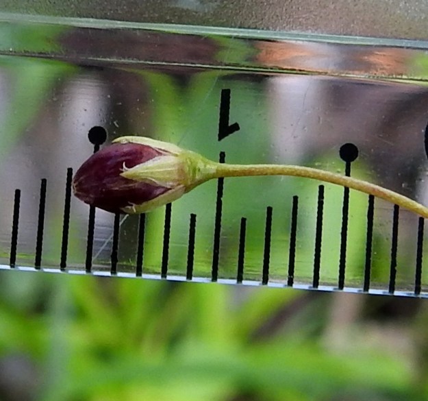 Stellaria longifolia - metsätähtimön verholehdet ovat puikeahkot, vihreät ja kaljut. Niiden laita on kapeasti valkoisen kalvoreunainen ja ripsetön. Pituus on tavallisesti noin 2,5-3 mm (kuvassa 2,5 mm) ja leveys noin 1 -1,3 mm. Kota on noin 4-5 mm pitkä (kuvassa hieman vajaat 5 mm) ja noin 2-3 mm leveä. EH, Hämeenlinna, Vuorentaka, Lakeentien pohjoispäästä lähtevän pelto- ja metsätien laide hakkuuaukean kohdalla, 3.7.2019. Copyright Hannu Kämäräinen.