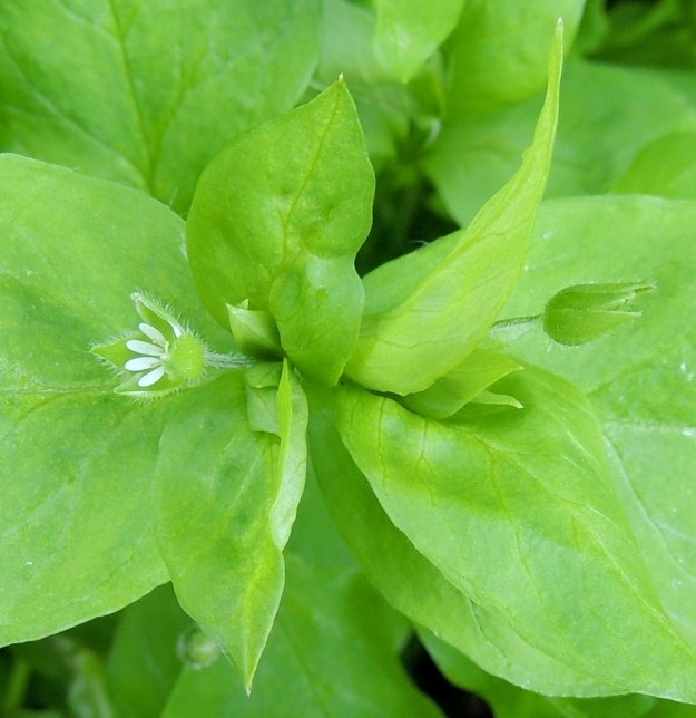 Stellaria media - pihatähtimön kukan verholehdet ovat soikeahkot, vihreät ja laidoiltaan kapeahkosti kalvoreunaiset sekä useimmiten hapsi- ja nystykarvaiset. Pituutta niillä on tavallisesti 3-5,5 mm ja yleensä enemmän kuin terälehdillä. EH, Hämeenlinna, Loimalahti, Hirsimäki, Näsiäntie, pihamaan kukkapenkki, 20.6.2014. Copyright Hannu Kämäräinen.