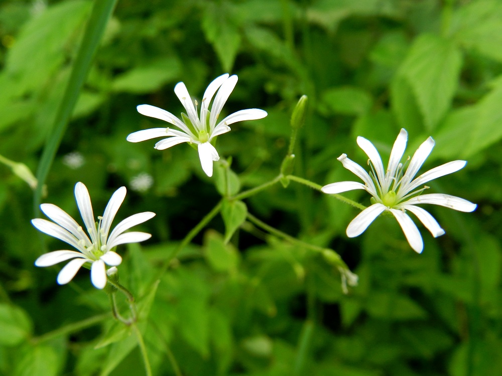 Stellaria nemorum - lehtotähtimön teriö on tavallisesti noin 20 mm leveä ja sen viisi terälehteä ovat valkoiset ja lähes tyveen saakka kaksiliuskaiset niin, että näyttää kuin terälehtiä olisikin kymmenen. EH, Ruovesi, Siikakangas, Röykkeenneva, pieni lähteikkösuo, Pärjänlähteiltä tulevan puron laiteet, 1.7.2011. Copyright Hannu Kämäräinen.
