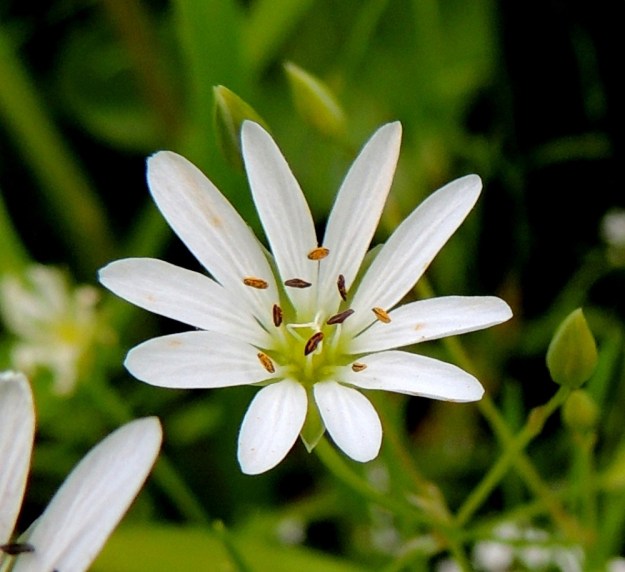 Stellaria palustris - luhtatähtimön viisi valkoista terälehteä ovat lähes tyveen saakka jakautuneet niin, että näyttää kuin niitä olisikin kymmenen. Terälehtien pituus vaihtelee yleensä välillä 6-13 mm. Jaokkeet ovat usein kuvan tavoin malliltaan suikeat. Heteitä on 10 ja emin vartaloita ja luotteja 3. Ponsien pituus on 0,8-1,2 mm. Kuvan kukan leveys on noin 20 mm. EH, Hämeenlinna, Keinusaari, Varikonniemi, Vanajaveden vetinen luhtaranta pitkospuupolun varressa, 21.6.2013. Copyright Hannu Kämäräinen.