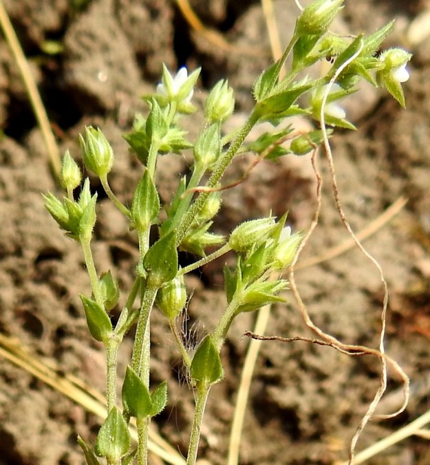 Arenaria serpyllifolia - mäkiarhon varret ja kukkaperät ovat tiheästi hienokarvaiset. Lehdet puolestaan ovat laidoiltaan ja suonistaan lyhytkarvaiset sekä toisinaan nystykarvaiset. EH, Janakkala, Harviala, taimistoalueen laita, 5.6.2019. Copyright Hannu Kämäräinen.