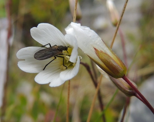 Cerastium alpinum subsp. glabratum - tunturihärkin subsp. kaljutunturihärkin kukat kiinnostavat ainakin kärpäsiä. EnL, Enontekiö, Kilpisjärvi, Kalottireitin varsi Iso-Mallan eteläisellä alarinteellä, n. 50 m Kitsijoesta itään , 650 m mpy, 19.7.2013. Copyright Hannu Kämäräinen.
