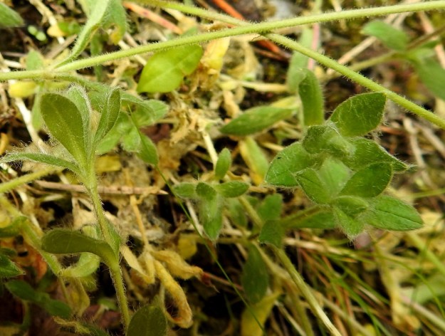 Cerastium alpinum subsp. alpinum - tunturihärkin subsp. karvatunturihärkin kukattomien versojen lehdet ovat lusikkamaiset eli ne ovat päästään leveämmät, pyöreähkö- tai tylppäpäiset ja kapenevat kuin lusikan varreksi. Kuva osittaa, miten samassakin yksilössä voi olla karvoituksen määrässä eroja. Vasemman verson lehdet ovat erityisesti laidoiltaan pitkävillaiset, kun taas oikean laidan versoissa villat ovat huomattavasti vähäisemmät. Ks, Kuusamo, koillisosa, Käylä, Oulankajoen eteläranta, Kiutaköngäs, rantakallio, 10.7.2019. Copyright Hannu Kämäräinen.