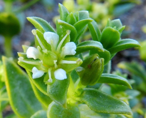 Honckenya peploides - suola-arhon kukan verholehtiä on 5 ja harvoin 6. Ne ovat puikeahkot tai soikeahkot ja vihreät sekä laidoiltaan kapeasti kalvoreunaiset. Pituutta niillä on tavallisesti 3-5 mm. U, Hanko, niemen eteläpuolen merenranta, Kolaviken, itälaita, Stora Tallholmenin hiekkakannksen tyvi, 18.6.2012. Copyright Hannu Kämäräinen.