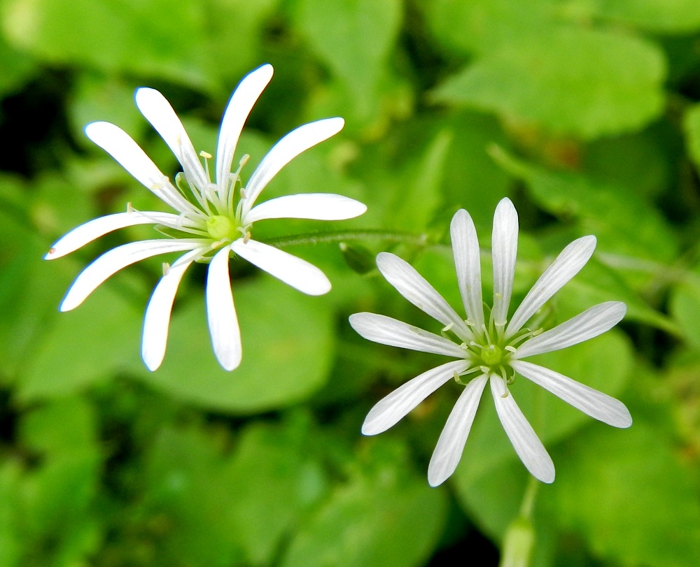 Stellaria nemorum - lehtotähtimön terälehdet ovat noin 10-14 mm pitkät ja noin kaksi kertaa verholehtiä pitemmät. Lähes tyveen saakka jakautuneen terälehden liuskat ovat melkein tasasoukat tai tyveä kohti hieman kapenevat. Heteitä on kymmenen ja niiden ponnet ovat vaaleankeltaiset. Emin luotteja on kolme. EH, Ruovesi, Siikakangas, Röykkeenneva, pieni lähteikkösuo, Pärjänlähteiltä tulevan puron laiteet, 1.7.2011. Copyright Hannu Kämäräinen.