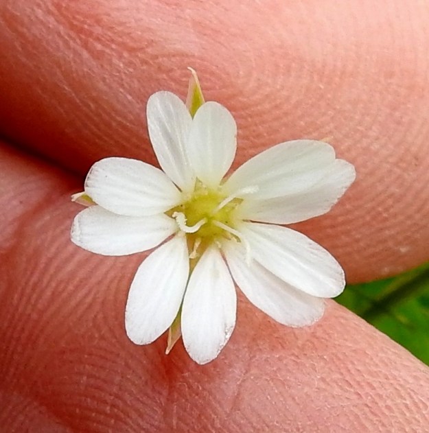 Stellaria palustris - luhtatähtimön kukkamuotojen vaihtelevuus on niin suurta, ettei näiden perättäisten kukkakuvien uskoisi olevan samasta lajistakaan. Kuvan terälehtien jaokkeet ovat soikeat ja enintään verholehtien pituiset. Leveyttä kukalla on noin 15 mm. OP, Oulu, Haukipudas, Martinniemi, Kilpukkaperä, Villenniemen pohjoispuolinen rantaniittyalue, 9.7.2019. Copyright Hannu Kämäräinen.