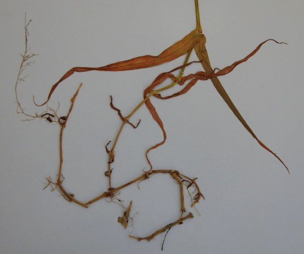 Rabelera holostea (Stellaria holostea) - kevättähtimö talvehtii kaatuneiden ja nivelkohdistaan juurtuneiden, vanhojen varsien avulla. Uudet varret nousevat tästä vanhojen varsien verkostosta. Kukintavaiheessa verson alimmat lehdet ovat usein jo lakastuneet, mutta pysyvät kuihtuneina paikallaan. U, Porvoo, Pellinki, Söderby, Bastuhamn, pieni merenlahti Hagnäsin ja Mellanuddenin välissä, rantametsän laita, 17.6.1988. Kuva näytteestä 5.5.2020. Copyright Hannu Kämäräinen.