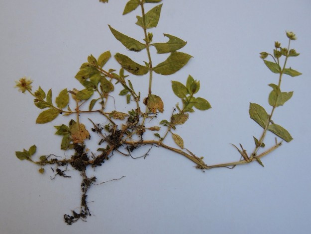 Stellaria aquatica (Myosoton aquaticum) - vata on yksi- tai monivuotinen. Se voi talvehtia kuvan yksilön tavoin kaatuneiden ja nivelkohdistaan juurtuneiden, vanhojen varsien avulla. Uudet varret nousevat tästä vanhojen varsien verkostosta. EH, Hämeenlinna, keskusta, Hämeensaari, Hämeenkaaren urheiluhallin seinusta 17.8.1991. Kuva näytteestä, copyright Hannu Kämäräinen.