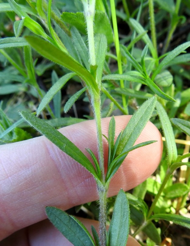 Cerastium arvense - ketohärkin varsissa on tiheästi suoria ja alaviistoja hapsikarvoja. Lehdet ovat vastakkaiset, ruodittomat ja kapeansuikeat tai lähes tasasoukat sekä molemmin puolin lyhytkarvaiset. Ne ovat yleensä noin 10-30 mm pitkät ja leveimmältä kohtaa noin 1-5 mm leveät. Varsien lehtihankoihin kasvaa runsaahkosti kukattomia sivuhaaroja. EH, Hämeenlinna, Ahvenisto, Ahvenistonjärven itäranta, ulkoilureitin laita jyrkän harjurinteen tyvellä, 30.5.2020. Copyright Hannu Kämäräinen.