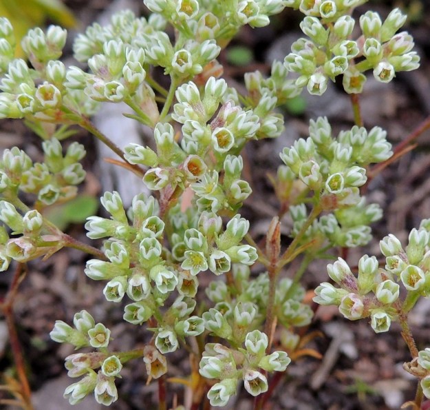 Scleranthus perennis - vaaleajäsenruohon kukasta puuttuvat terälehdet kokonaan. Leveästi kalvolaitaiset verhiönliuskat ovat ikään kuin korvanneet ne. Tämä kukinnon valkoinen sävy erottaa lajin hyvin tavallisemmasta viherjäsenruohosta, S. annuus, jonka verhiönliuskat ovat kapeasti kalvolaitaiset ja kukinnon yleissävy on vihreä. 27.7.2015. Copyright Hannu Kämäräinen.