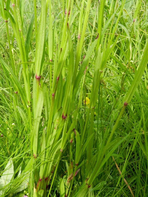 Lychnis flos-cuculi - niittykäenkukan varret ovat kuvan tavoin vihreät tai usein ainakin yläosastaan punaruskeat. Varren nivelet ovat tavallisesti punasävyiset ja varret ylempien nivelten alapuolelta enemmän tai vähemmän tahmeat. EH, Hämeenlinna, Pullerinmäki, Tiiriö, Pitkätanhuankadun laitaojan piennar, 16.6.2012. Copyright Hannu Kämäräinen.