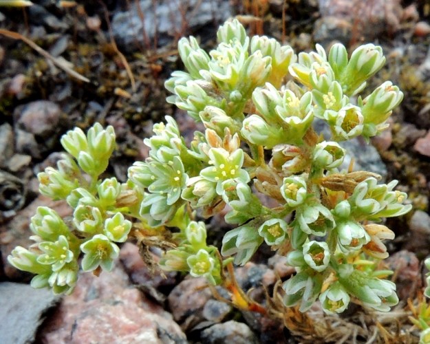 Scleranthus perennis - vaaleajäsenruohon kukka on avoimena noin 3,5-4,5 mm läpimitaltaan. Heteitä on yleensä kymmenen, joskus yksi tai kaksi vähemmän. Emin rihmamaisia vartaloita ja luotteja on kaksi. 27.7.2016. Copyright Hannu Kämäräinen.