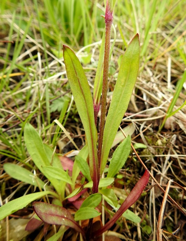 Lychnis flos-cuculi - niittykäenkukan varret ja kukintohaarat ovat enimmäkseen alaspäisesti hapsikarvaiset. Varsilehdet ovat vastakkaiset, ruodittomat ja ehytlaitaiset sekä tasasoukan suikeat tai pitkänsuikeat. Ne ovat muuten kaljuja, mutta tyviosan reunoissa voi toisinaan olla ripsikarvoja. Pituutta niillä on tavallisesti noin 4-9 cm ja leveyttä leveimmältä kohtaa noin 0,5-1,5 cm. Ylimmät lehtiparit ovat näitä mittoja pienempiä. EH, Hämeenlinna, Pullerinmäki, Tiiriö, Pitkätanhuankadun laitaojan piennar, 9.6.2020. Copyright Hannu Kämäräinen.