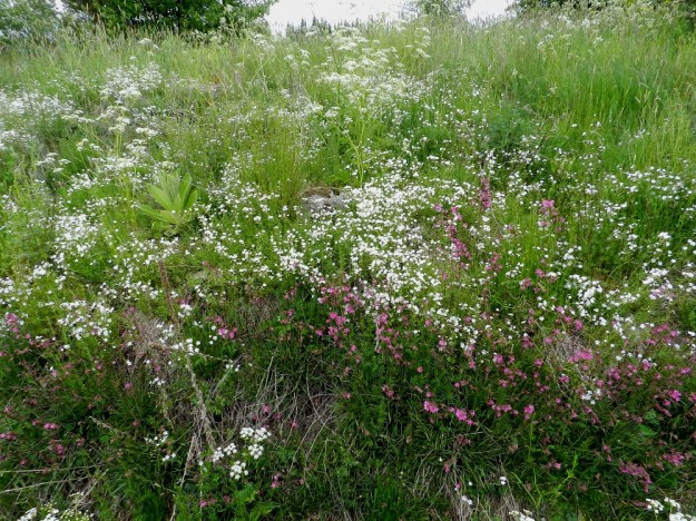Cerastium arvense - ketohärkki on nurmisiemenen mukana saapunut ja erityisesti Etelä-Suomeen vakiintunut tulokas, joka viihtyy mm. kuivahkoilla pientareilla. Kuvassa seuralaisina mm. mäkitervakko, Viscaria vulgaris, koiranputki, Anthriscus sylvestris ja ukontulikukka, Verbascum thapsus. EH, Janakkala, Harviala, Alikartanontien vanhan tieuran ja taimistoalueen välinen ketoniittykaista, 9.6.2012. Copyright Hannu Kämäräinen.