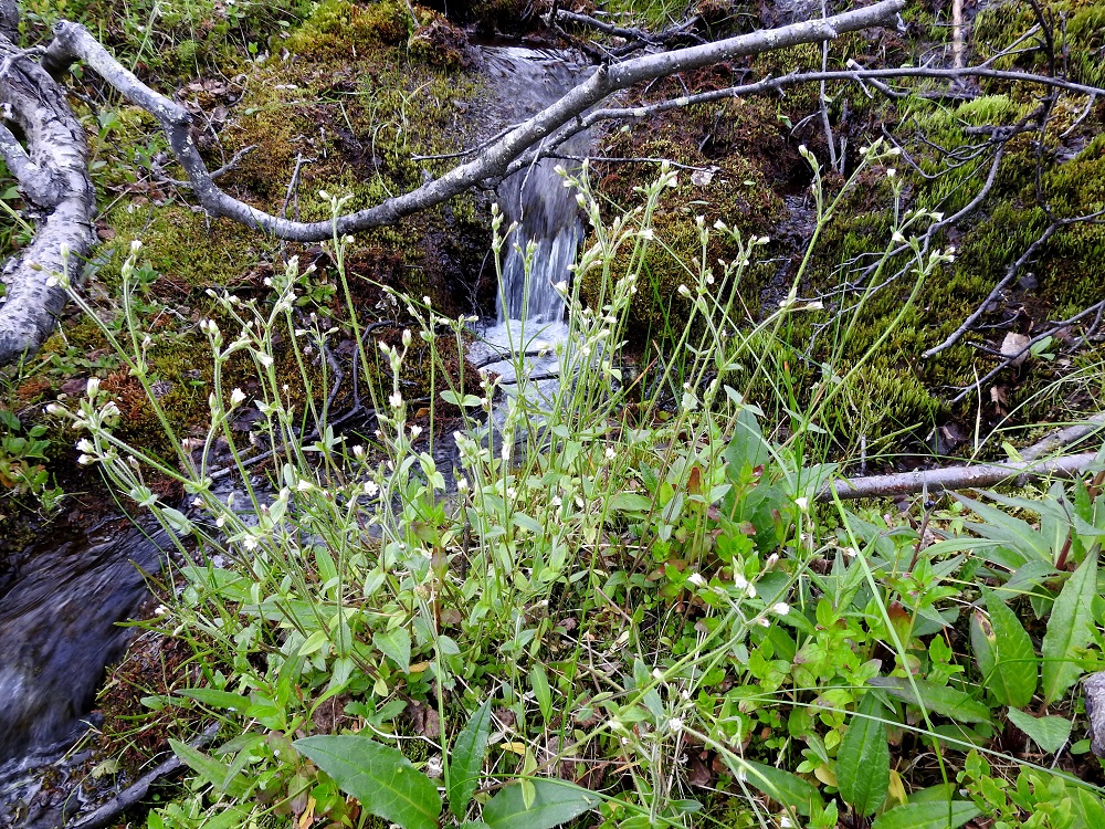 Cerastium fontanum subsp. fontanum - pohjannurmihärkki on monivuotinen ja kasvutavaltaan löyhästi mätästävä sekä juurakollinen. Sen kukalliset varret ovat pystyt, kaarevat tai polvekkaat ja kukinto-osaan saakka haarattomat sekä yleensä noin 15-35 cm pitkät. EnL, Enontekiö, Kilpisjärvi, Saanan Kilpisjärveen päättyvä luoteinen alarinne, tunturikoivikko Siilastuvan kohdalla, maantien yläpuolella, 510 m mpy, 8.7.2018. Copyright Hannu Kämäräinen.