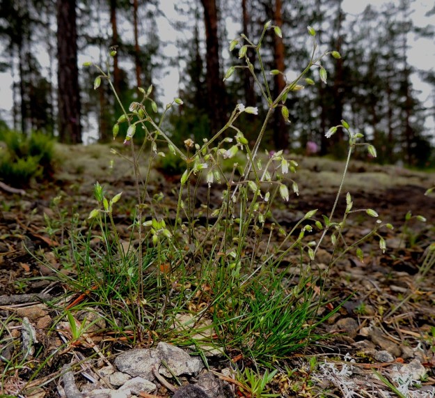 Cerastium fontanum subsp. vulgare var. kajanense - nurmihärkki subsp. piennarnurmihärkki var. kainuunnurmihärkki on serpentiinityyppi, joka on kehittynyt ja sopeutunut kasvamaan ultaemäksisellä kalliopinnalla. Se kasvaa tavallisesti noin 10-15 cm korkeaksi. Kn, Paltamo, Tololanmäki, Oulujärven Mieslahden Pitkänperän itäpuoli, Matokallio, 11.7.2015. Copyright Hannu Kämäräinen.