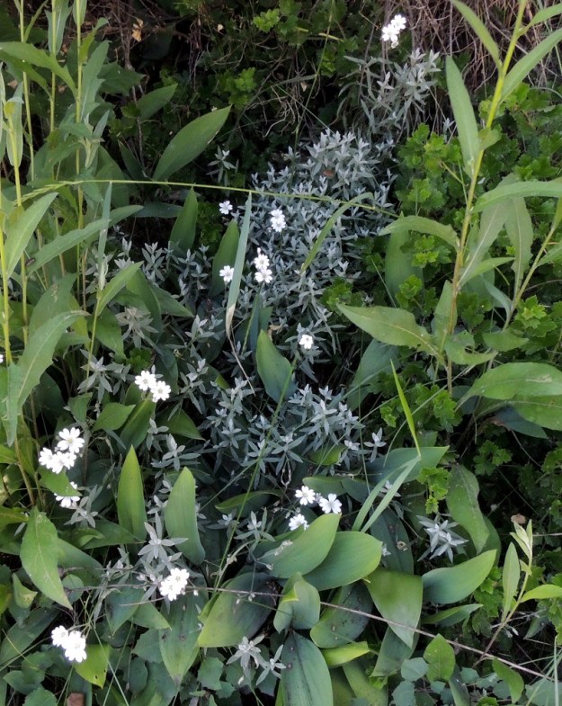 Cerastium tomentosum - hopeahärkki on Suomessa alunperin koristekasvi, joka on monin paikoin villiytynyt erityisesti Etelä-Suomessa. Se viihtyy kuivilla ja aurinkoisilla paikoilla. Varjossa se kukkii niukasti, kuten kuvassa pensaiden, ahokeltanokasvuston, Hieracium Vulgata -ryhmä ja kielojen, Convallaria majalis, puristuksessa. EH, Nokia, Myllyhaka, Rounionkadun laita Melia Oy:n myllyaluetta vastapäätä, tieltä nouseva rinne, 21.6.2016. Copyright Hannu Kämäräinen.