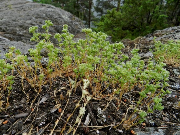 Scleranthus annuus ssp. polycarpos - viherjäsenruoho ssp. suppujäsenruoho on kasvutavaltaan yleensä tiivis ja pysty. EH, Hämeenlinna, Luhtiala, Aulangonjärven koillisrannan kalliojyrkänne, Levonkallio, 23.6.2012. Copyright Hannu Kämäräinen.