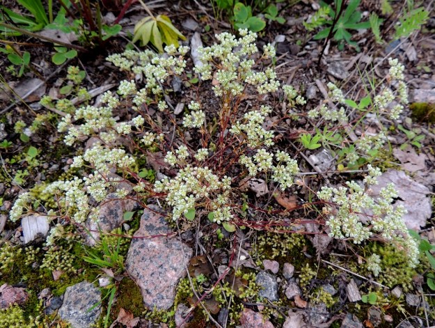 Scleranthus perennis - vaaleajäsenruoho on tieteellisen lajinimensä mukaisesti monivuotinen ja vanhemmat yksilöt voivat olla jopa monikymmenvartisia. EH, Kouvola, Kuusankoski, Voikkaa, vanha, suurimmaksi osaksi pois käytöstä oleva ratapiha-alue. Alueella on varastoitu aikaisemmin mm. venäläistä puutavaraa. 27.7.2015. Koko kuvasarja on samalta kasvupaikalta. Copyright Hannu Kämäräinen.