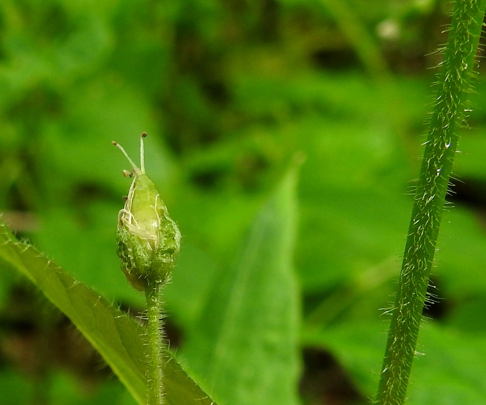 Stellaria nemorum - lehtotähtimön kota on vaaleanvihreä ja lieriömäinen tai kapeansoikea sekä noin 6-11 mm pitkä ja 3-4 mm paksu. Se on hieman verholehtiä pitempi. Varsissa on tiheähkösti eripituisia hapsikarvoja ja ylempänä, kuten kuvassa, myös nystykarvoja. EH, Hämeenlinna, Lammi, Vähä-Evo, tervaleppäkorpi, Kalliojärvestä laskevan puron ja lähteen ympäristö Vähä-Evontien länsipuolella, 21.6.2020. Kuva Hannu Kämäräinen.
