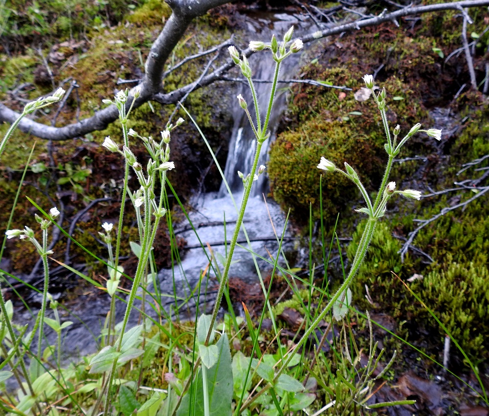 Cerastium fontanum subsp. fontanum - pohjannurmihärkki on Pohjois-Suomen alkuperäinen luonnonkasvi, joka kasvaa erityisesti jokien ja purojen laitaniityillä, kosteissa tunturikoivikoissa ja lähteiden ympäristössä. EnL, Enontekiö, Kilpisjärvi, Saanan Kilpisjärveen päättyvä luoteinen alarinne, tunturikoivikko Siilastuvan kohdalla, maantien yläpuolella, 510 m mpy, 8.7.2018. Copyright Hannu Kämäräinen.
