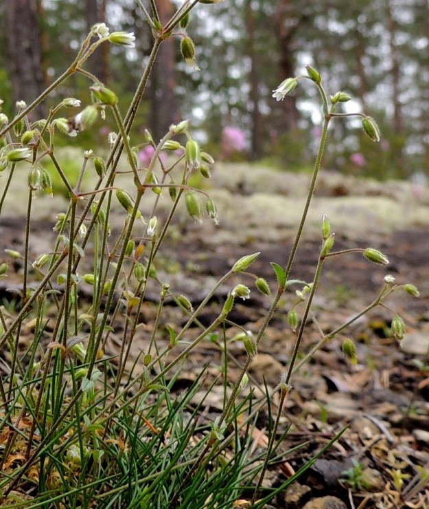 Cerastium fontanum subsp. vulgare var. kajanense - nurmihärkki subsp. piennarnurmihärkki var. kainuunnurmihärkki muodostaa pieniä, löyhästi mätästäviä varsikkoja. Usein varret ovat myös yksittäin tai muutaman varren ryhminä. Teriö avautuu yleensä vain osittain jääden kuvan kukkien tavoin kapean kellomaiseksi. Kn, Paltamo, Tololanmäki, Oulujärven Mieslahden Pitkänperän itäpuoli, Matokallio, 11.7.2015. Copyright Hannu Kämäräinen.