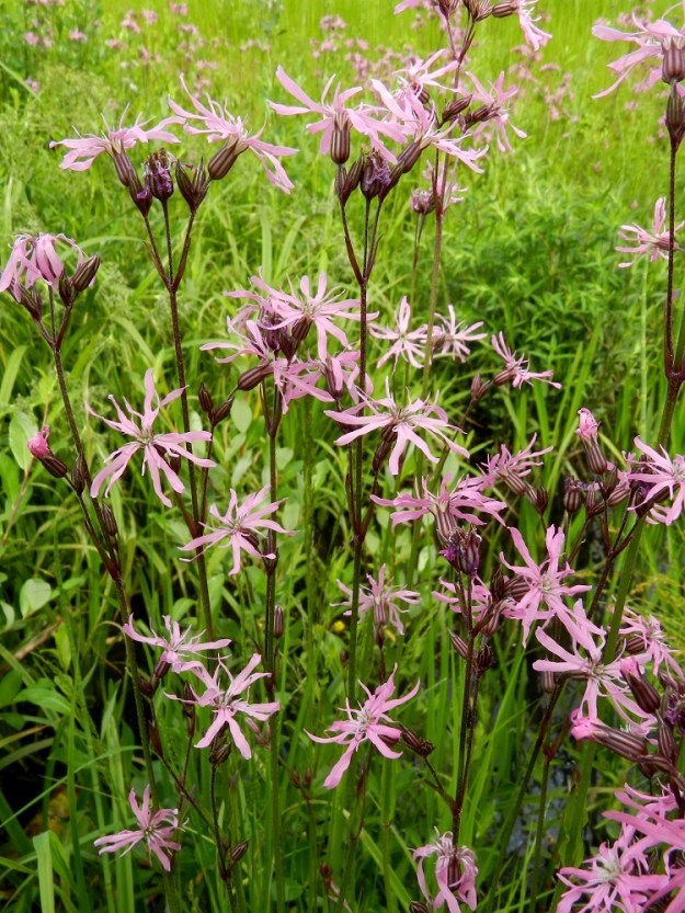 Lychnis flos-cuculi - niittykäenkukka on yleensä pystyvartinen ja noin 30-70 cm korkea. Sen kukinto on harsu ja lehtihankaisesti kaksihaarainen. Päähaarat ovat yleensä yläviistot ja edelleen haarovat. EH, Hämeenlinna, Pullerinmäki, Tiiriö, Pitkätanhuankadun laitaojan piennar, 16.6.2012. Copyright Hannu Kämäräinen.