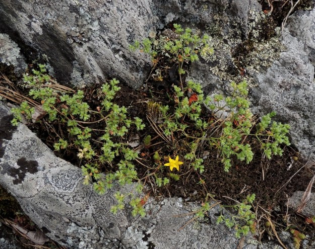 Scleranthus annuus subsp. annuus - viherjäsenruohon subsp. höröjäsenruohon kasvupaikkoja ovat mm. kuivat kalliot. Yksilöt ovat yleensä monivartisia. Kuvassa seuralaisena keltamaksaruoho, Sedum acre. EH, Hattula, Lahdentaka, Vanajaveden Vanajaniemi, Vohlion niemekkeen rantakalliot, 25.6.2016. Copyright Hannu Kämäräinen.