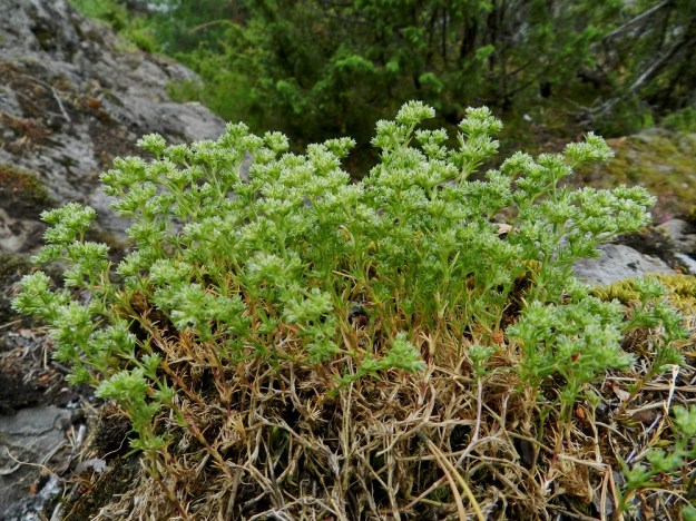 Scleranthus annuus ssp. polycarpos - viherjäsenruohon ssp. suppujäsenruohon kasvustot ovat yleensä monivartisia ja usein hyvin tiheitä. EH, Hämeenlinna, Luhtiala, Aulangonjärven koillisrannan kalliojyrkänne, Levonkallio, 23.6.2012. Copyright Hannu Kämäräinen.