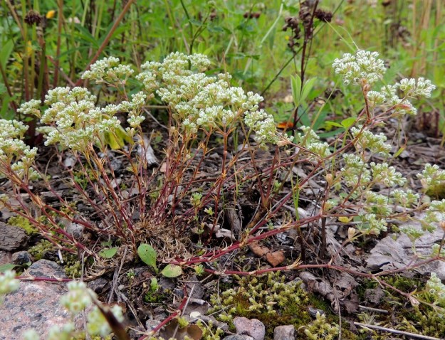 Scleranthus perennis - vaaleajäsenruohon varret ovat pystyjä tai kohenevia ja tavallisesti noin 5-15 cm pitkiä. Varret ovat sinivihreät tai usein kuvan tavoin sinipunaiset. 27.7.2015. Copyright Hannu Kämäräinen.