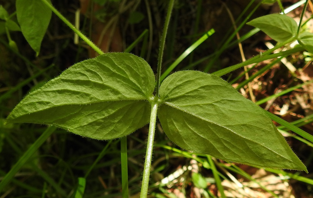 Stellaria nemorum - lehtotähtimön lehdet ovat ohuehkot ja alta korkosuoniset. Laitaripsien lisäksi karvoitusta on myös suonissa. EH, Hämeenlinna, Lammi, Vähä-Evo, tervaleppäkorpi, Kalliojärvestä laskevan puron ja lähteen ympäristö Vähä-Evontien länsipuolella, 21.6.2020. Kuva Hannu Kämäräinen.