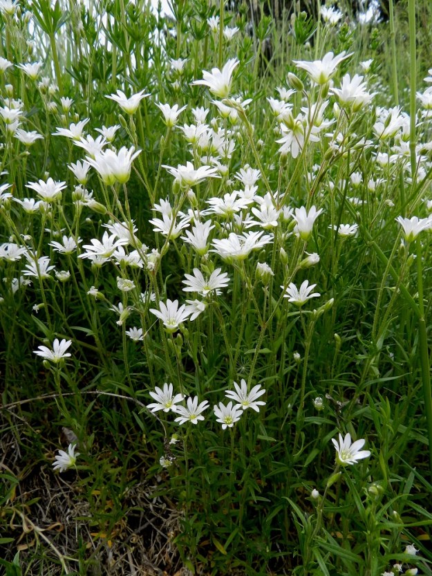 Cerastium arvense - ketohärkin kukkavarret ovat kohenevia tai pystyjä ja tavallisesti noin 10-30 cm pitkiä. EH, Janakkala, Harviala, Alikartanontien vanhan tieuran ja taimistoalueen välinen ketoniittykaista, 9.6.2012. Copyright Hannu Kämäräinen.