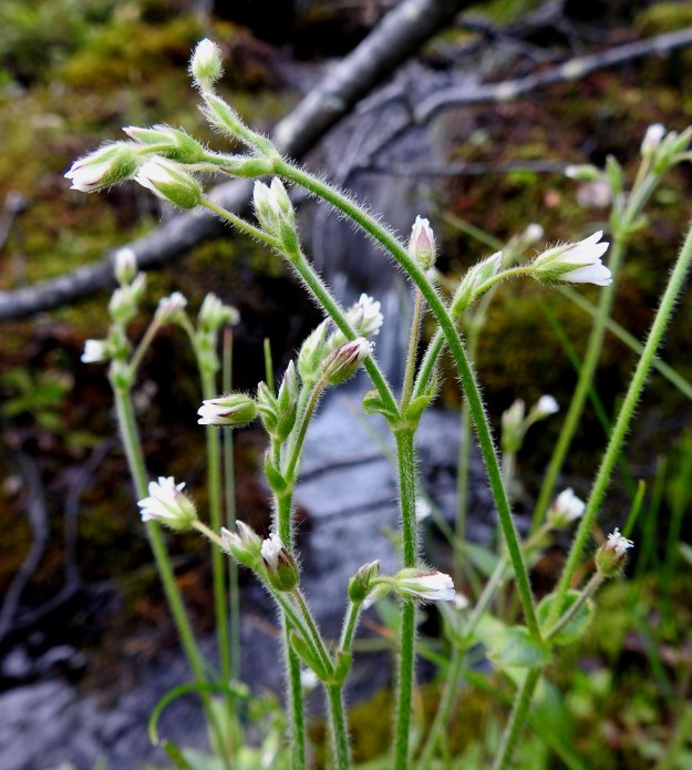 Cerastium fontanum subsp. fontanum - pohjannurmihärkin kukinto-osa muodostuu peräkkäisistä, kaksihaaraisista viuhkoista. Kukat ovat haarojen kärjessä ja haarahangassa. Yhdessä varressa on kukkia tavallisesti 5-10. 8.7.2018. Copyright Hannu Kämäräinen.