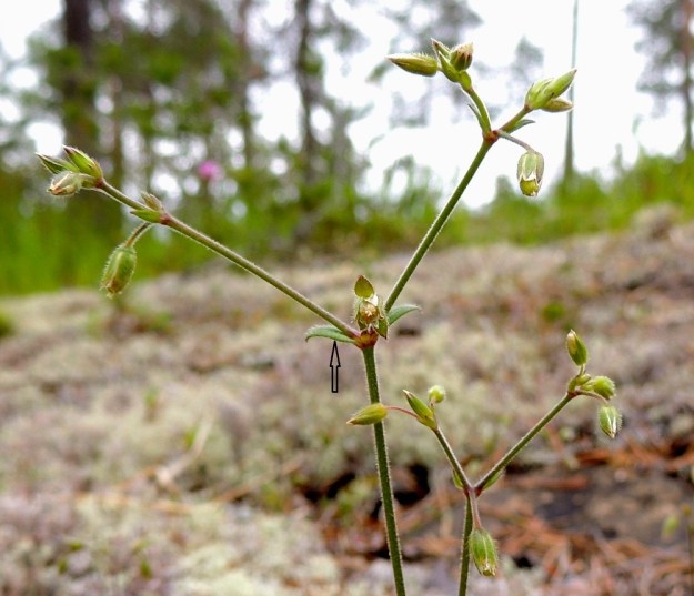 Cerastium fontanum subsp. vulgare var. kajanense - nurmihärkki subsp. piennarnurmihärkki var. kainuunnurmihärkki. Kukinto muodostuu muiden härkkien tavoin perättäisistä kaksihaaraviuhkoista. Kukkia on varsissa yleensä 2-10. Kukinnon alimmat tukilehdet ovat yleensä kalvolaidattomat (nuoli). Kn, Paltamo, Tololanmäki, Oulujärven Mieslahden Pitkänperän itäpuoli, Matokallio, 11.7.2015. Copyright Hannu Kämäräinen.
