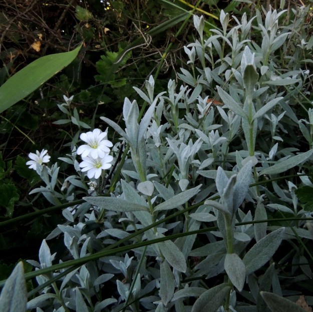 Cerastium tomentosum - hopeahärkki on kauttaaltaan hyvin tiheästi ja lyhyesti valkokarvainen, minkä vaikutuksesta lajin yleisväri on lähes hopeanharmaa. EH, Nokia, Myllyhaka, Rounionkadun laita Melia Oy:n myllyaluetta vastapäätä, tieltä nouseva rinne, 21.6.2016. Copyright Hannu Kämäräinen.