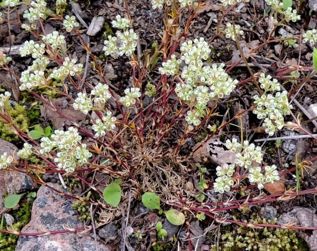 Scleranthus perennis - vaaleajäsenruohon tyvi on usein edellisen vuoden lakastuneiden lehtien peittämä. 27.7.2015. Copyright Hannu Kämäräinen.