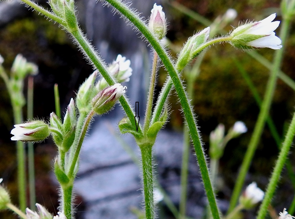 Cerastium fontanum subsp. fontanum - pohjannurmihärkin varret, kukkaperät, kukinnon suojuslehdet ja kukan verholehdet ovat tiheästi valkoisen hapsikarvaiset. Nystykarvoja ei ole. Kukinnon alimmatkin tukilehdet ovat yleensä kalvolaitaiset (kuvan nuoli), kun taas piennarnurmihärkillä, subsp. vulgare, ne ovat lähes aina kalvolaidattomat. EnL, Enontekiö, Kilpisjärvi, Saanan Kilpisjärveen päättyvä luoteinen alarinne, tunturikoivikko Siilastuvan kohdalla, maantien yläpuolella, 510 m mpy, 8.7.2018. Copyright Hannu Kämäräinen.