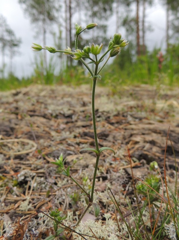Cerastium fontanum subsp. vulgare var. kajanense - nurmihärkki subsp. piennarnurmihärkki var. kainuunnurmihärkki. Varret ovat suorat, kaarevat tai kuvan tavoin hieman polvekkaat. Kuvan kukkavarsi haaroo varsinivelestä, mikä ei ole kovin yleistä. Kukinto-osa on epätyypillisen tiivis ja runsaskukkainen. Tämä johtuu härkkiä vaivaavasta kasvuhäiriöstä, joka tekee myös joistakin kukista epämuodostuneita korvaten terälehdet verholehtien kaltaisilla vihreillä lehdillä. Kn, Paltamo, Tololanmäki, Oulujärven Mieslahden Pitkänperän itäpuoli, Matokallio, 11.7.2015. Copyright Hannu Kämäräinen.